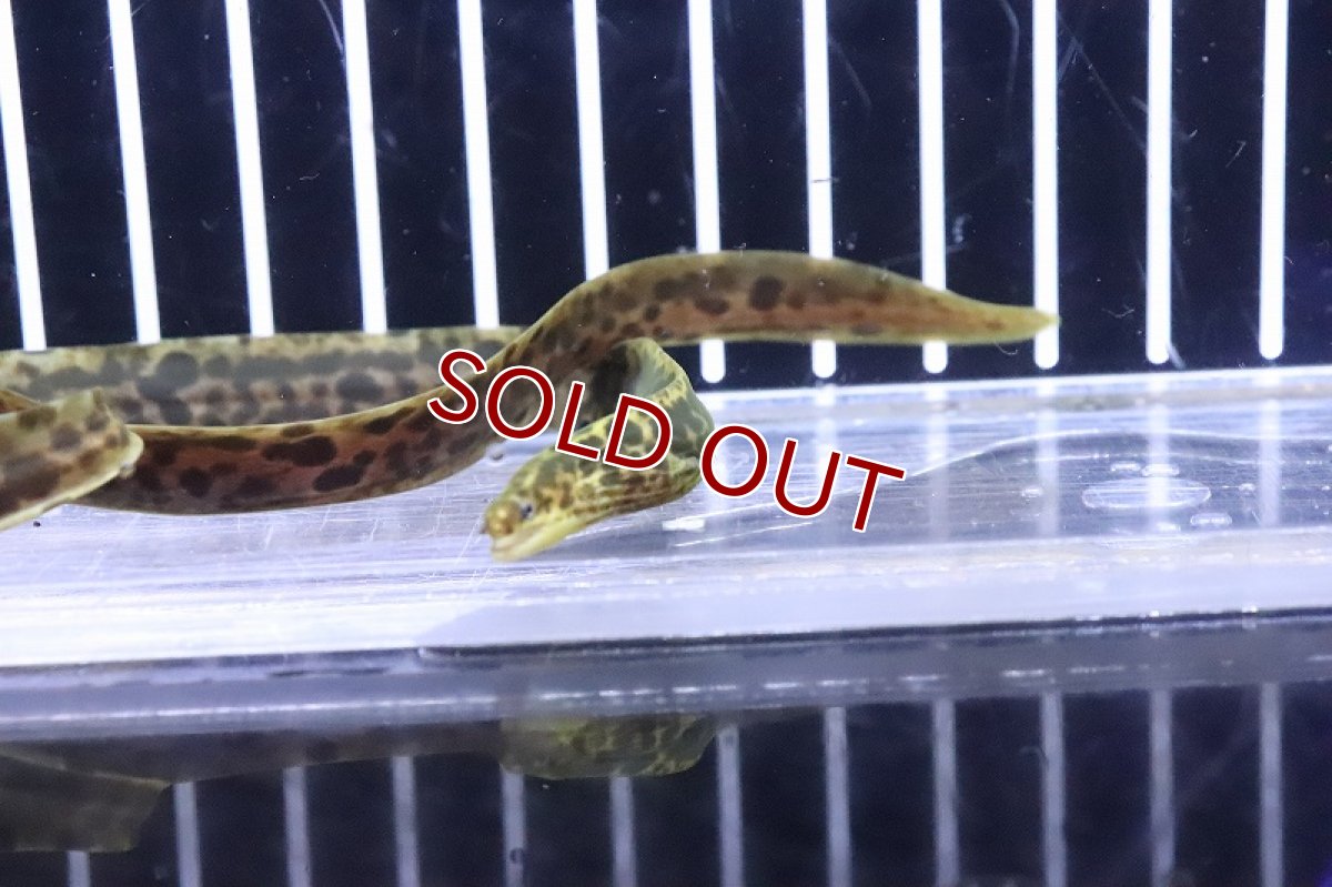 画像2: 【10%OFF対象商品30周年セール】【淡水魚】【通販】特価 淡水ヤマウツボ【1匹 サンプル画像】(±15-20cm)(淡水ウツボ)(生体)(熱帯魚)NKO (2)