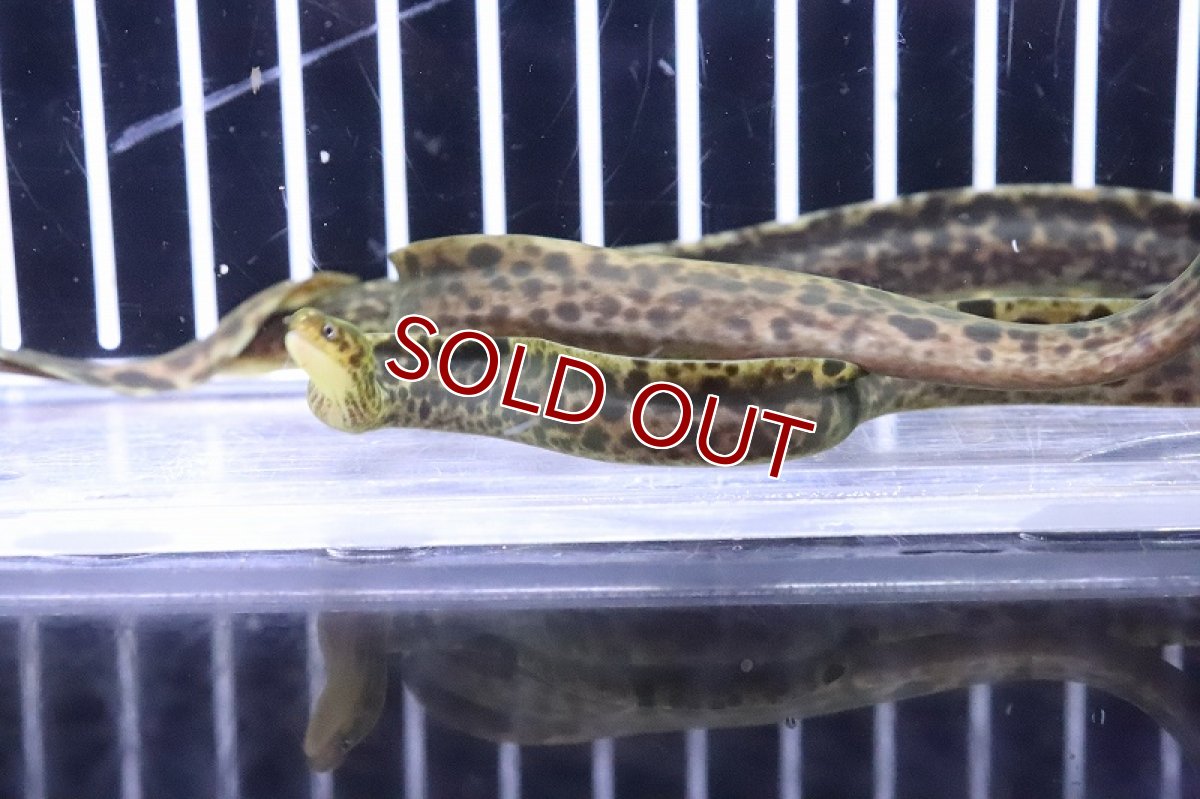 画像3: 【10%OFF対象商品30周年セール】【淡水魚】【通販】特価 淡水ヤマウツボ【1匹 サンプル画像】(±15-20cm)(淡水ウツボ)(生体)(熱帯魚)NKO (3)