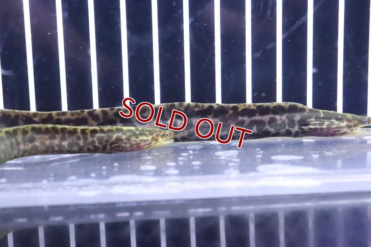 画像4: 【10%OFF対象商品30周年セール】【淡水魚】【通販】特価 淡水ヤマウツボ【1匹 サンプル画像】(±15-20cm)(淡水ウツボ)(生体)(熱帯魚)NKO (4)