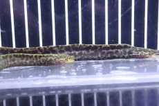 画像4: 【淡水魚】【通販】特価 淡水ヤマウツボ【1匹 サンプル画像】(±15-20cm)(淡水ウツボ)(生体)(熱帯魚)NKO (4)