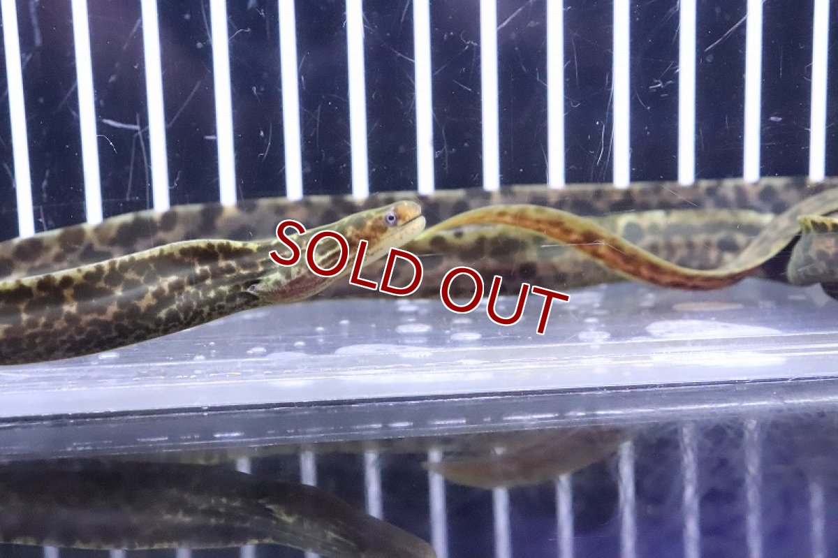 画像5: 【10%OFF対象商品30周年セール】【淡水魚】【通販】特価 淡水ヤマウツボ【1匹 サンプル画像】(±15-20cm)(淡水ウツボ)(生体)(熱帯魚)NKO (5)