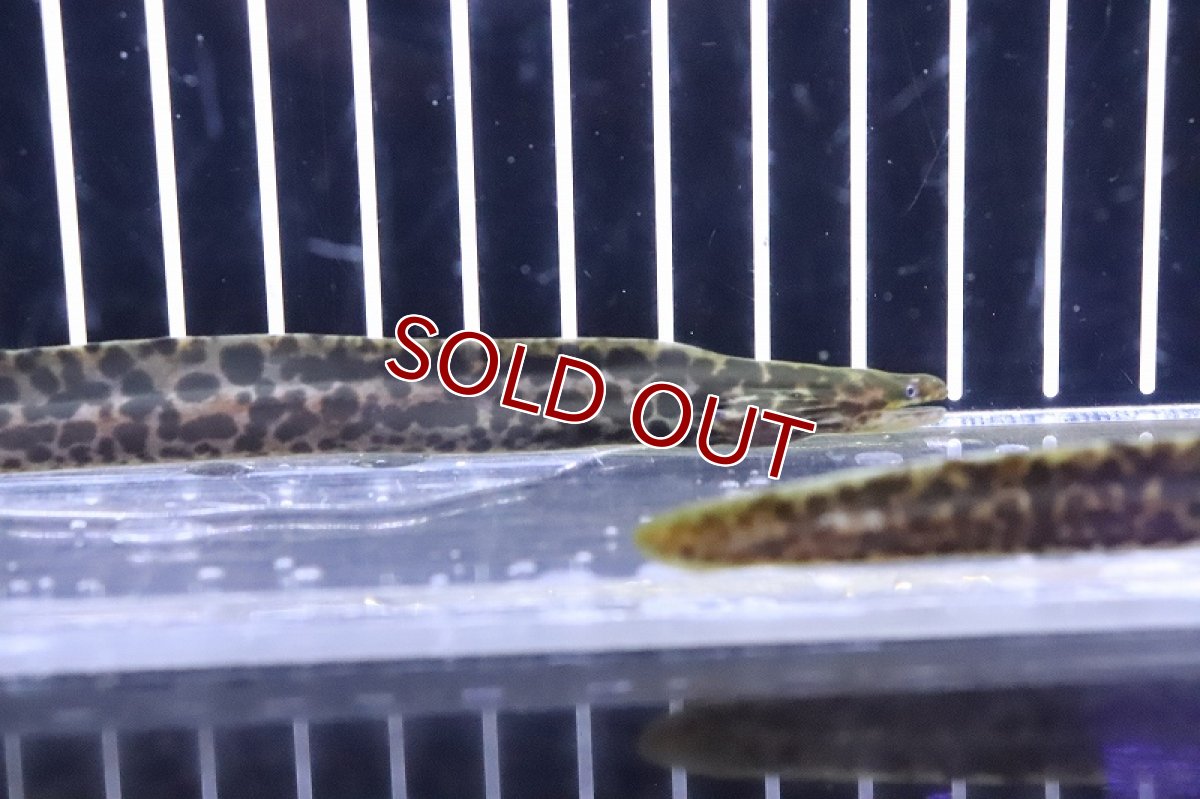 画像6: 【10%OFF対象商品30周年セール】【淡水魚】【通販】特価 淡水ヤマウツボ【1匹 サンプル画像】(±15-20cm)(淡水ウツボ)(生体)(熱帯魚)NKO (6)