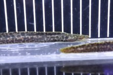 画像6: 【淡水魚】【通販】特価 淡水ヤマウツボ【1匹 サンプル画像】(±15-20cm)(淡水ウツボ)(生体)(熱帯魚)NKO (6)