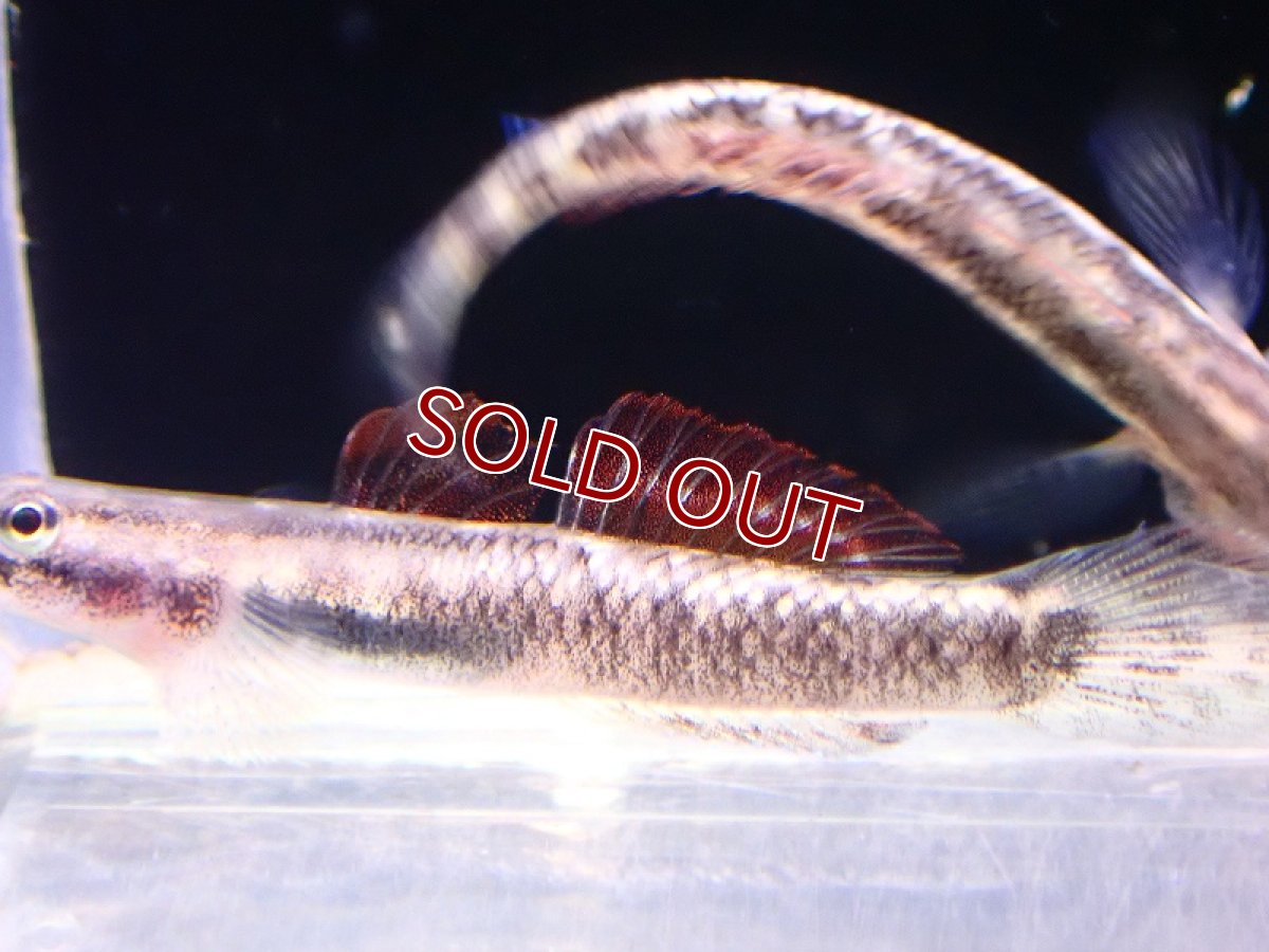 画像2: 【淡水魚】スティフォドン アウレオフスカス インドネシア産 ワイルド【1匹 サンプル画像】(淡水ハゼ)(生体)(熱帯魚)NK (2)