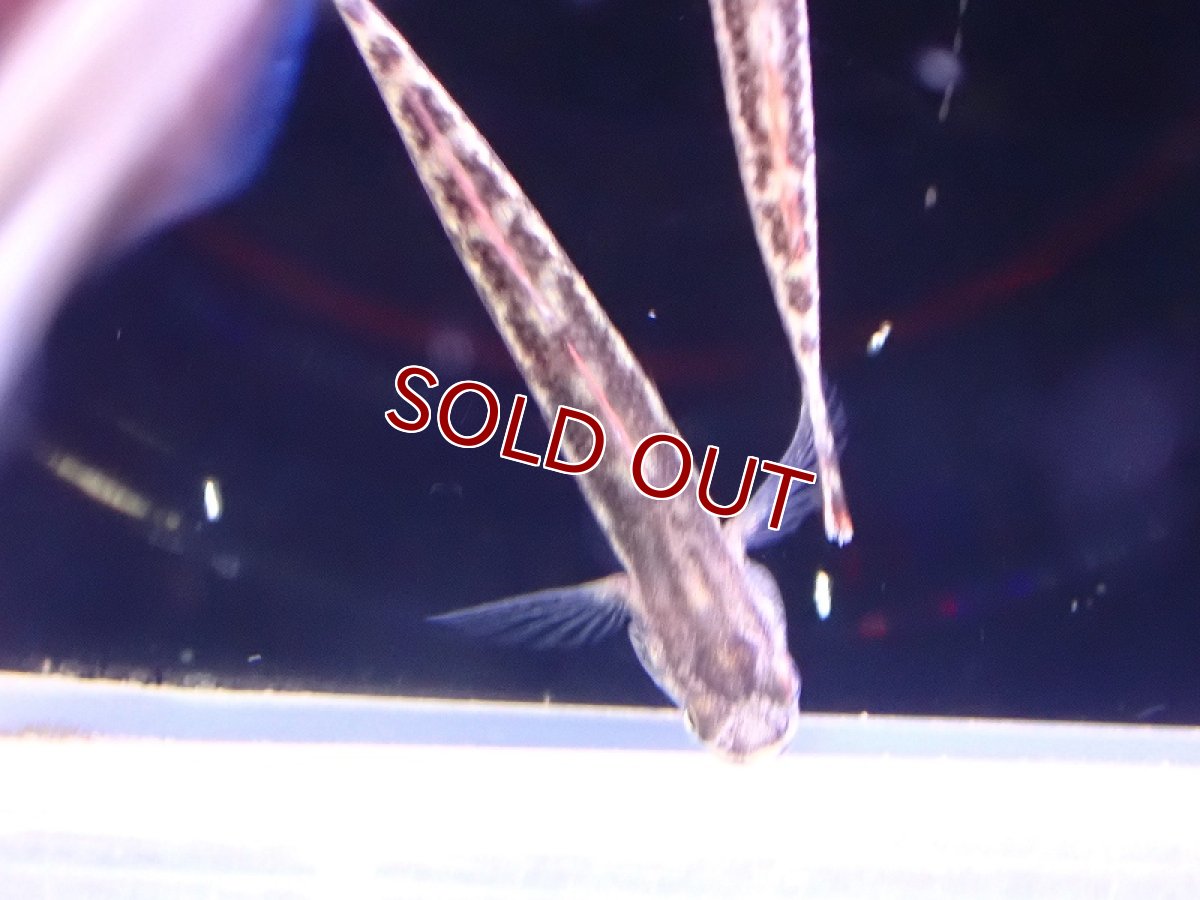 画像3: 【淡水魚】スティフォドン アウレオフスカス インドネシア産 ワイルド【1匹 サンプル画像】(淡水ハゼ)(生体)(熱帯魚)NK (3)