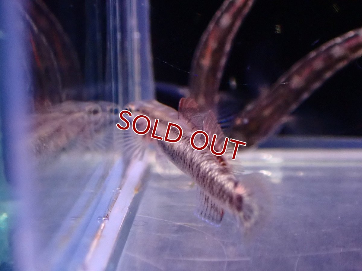 画像4: 【淡水魚】スティフォドン アウレオフスカス インドネシア産 ワイルド【1匹 サンプル画像】(淡水ハゼ)(生体)(熱帯魚)NK (4)