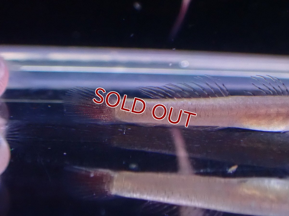 画像2: 【淡水魚】スティフォドン スルルフス インドネシア産 ワイルド【1匹 サンプル画像】(淡水ハゼ)(生体)(熱帯魚)NK (2)