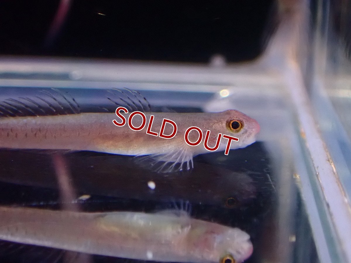 画像3: 【淡水魚】スティフォドン スルルフス インドネシア産 ワイルド【1匹 サンプル画像】(淡水ハゼ)(生体)(熱帯魚)NK (3)