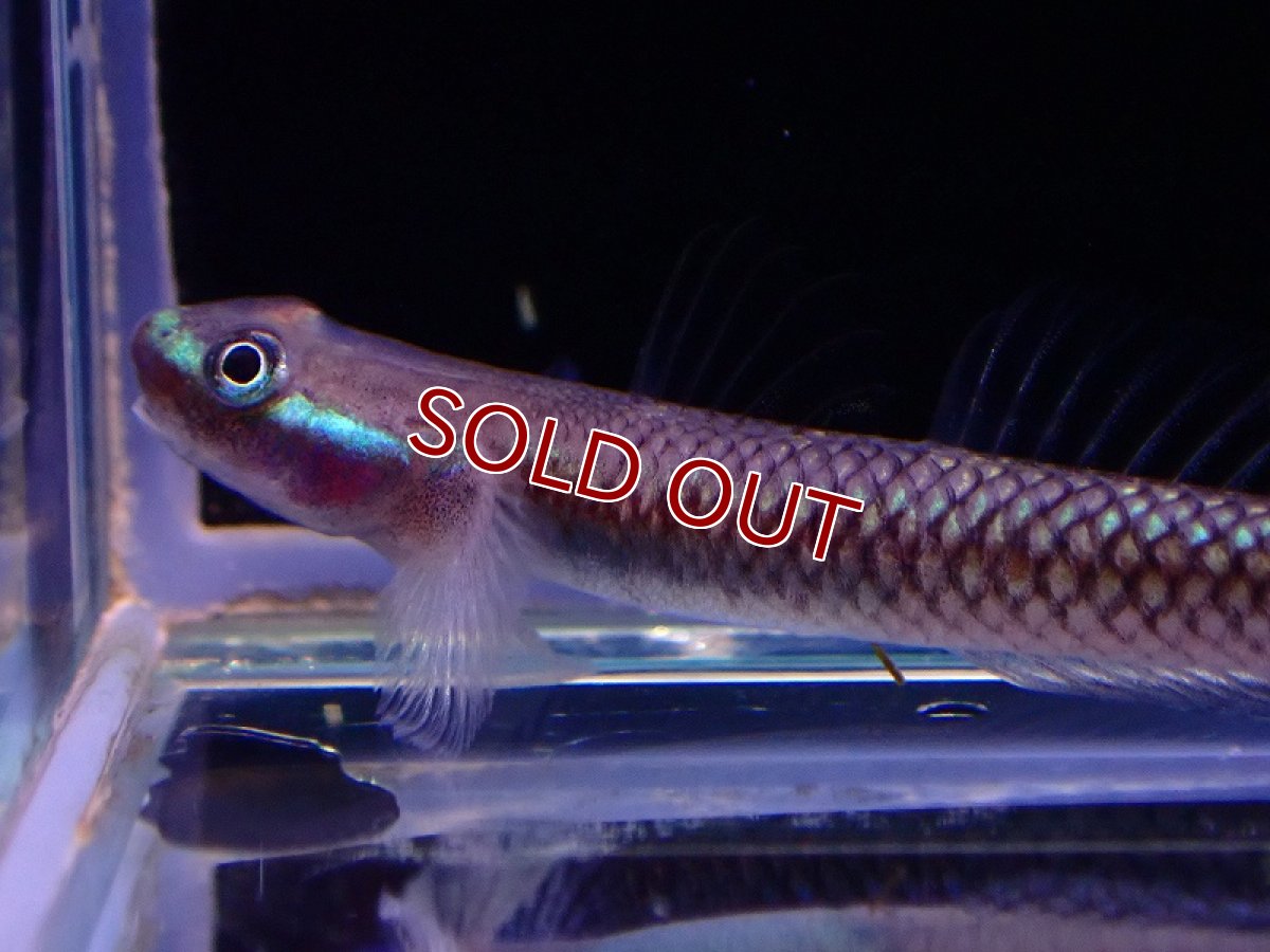 画像2: 【淡水魚】【通販】ブルームーンボウズハゼ【1匹 サンプル画像】(ハゼ)(生体)(熱帯魚)NK (2)