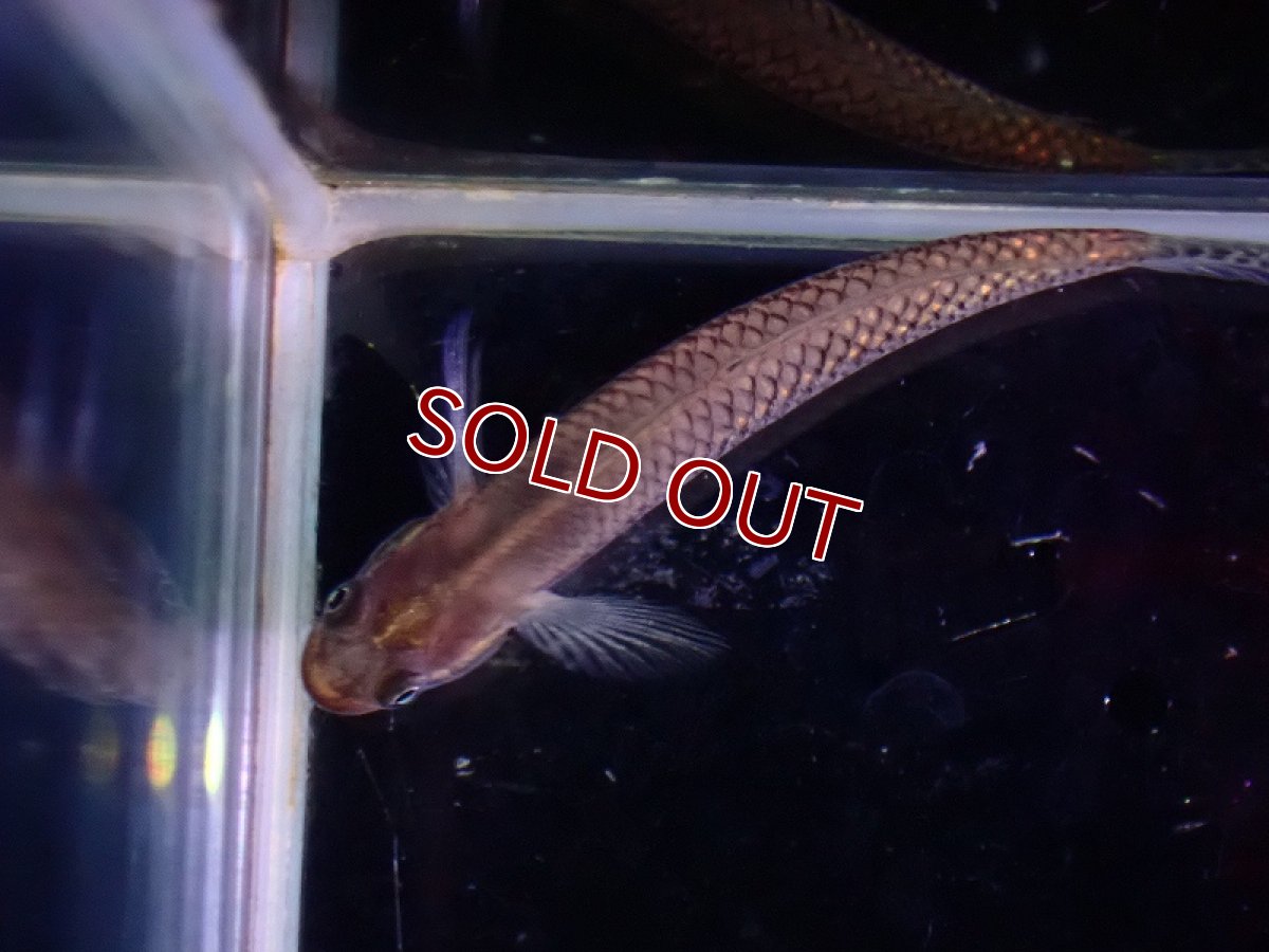 画像3: 【淡水魚】【通販】ブルームーンボウズハゼ【1匹 サンプル画像】(ハゼ)(生体)(熱帯魚)NK (3)