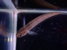 画像3: 【淡水魚】【通販】ブルームーンボウズハゼ【1匹 サンプル画像】(ハゼ)(生体)(熱帯魚)NK (3)