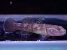 画像1: 【淡水魚】【通販】リノゴビウス ルブロマキュラータス【1匹 サンプル画像】(ハゼ)(生体)(熱帯魚)NK (1)