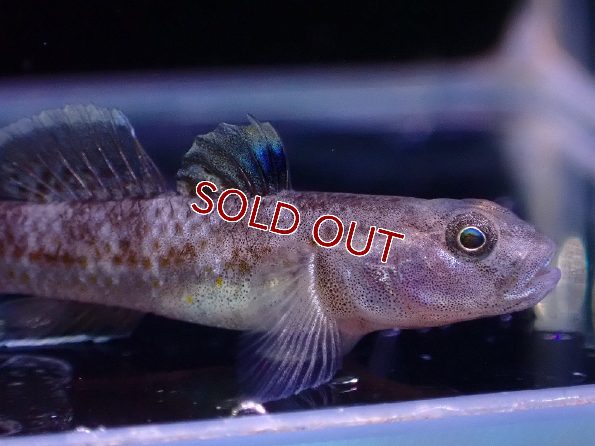 画像2: 【淡水魚】リノゴビウス ルブロマキュラータス【1匹 サンプル画像】(ハゼ)(生体)(熱帯魚)NK (2)