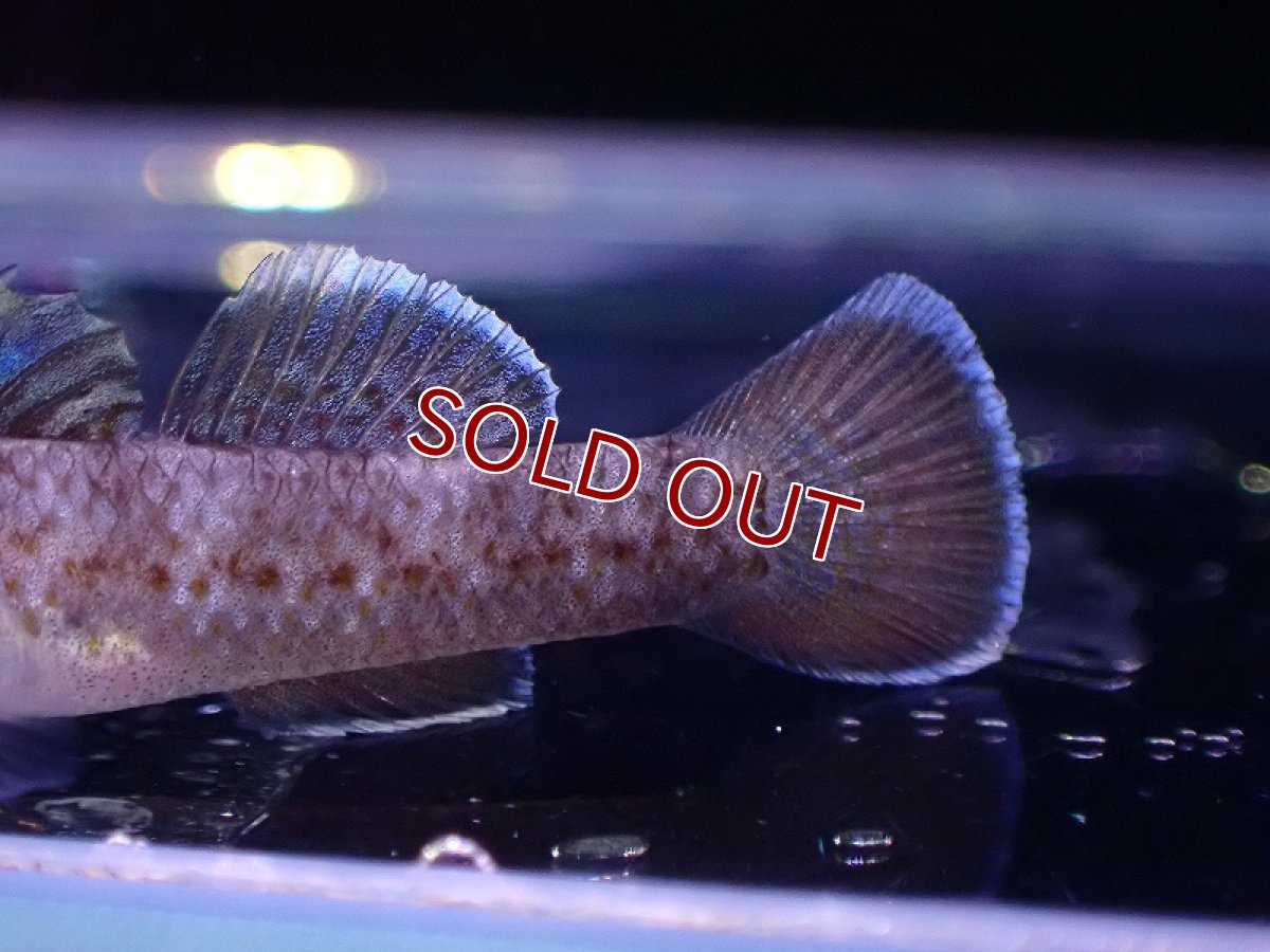 画像3: 【淡水魚】リノゴビウス ルブロマキュラータス【1匹 サンプル画像】(ハゼ)(生体)(熱帯魚)NK (3)