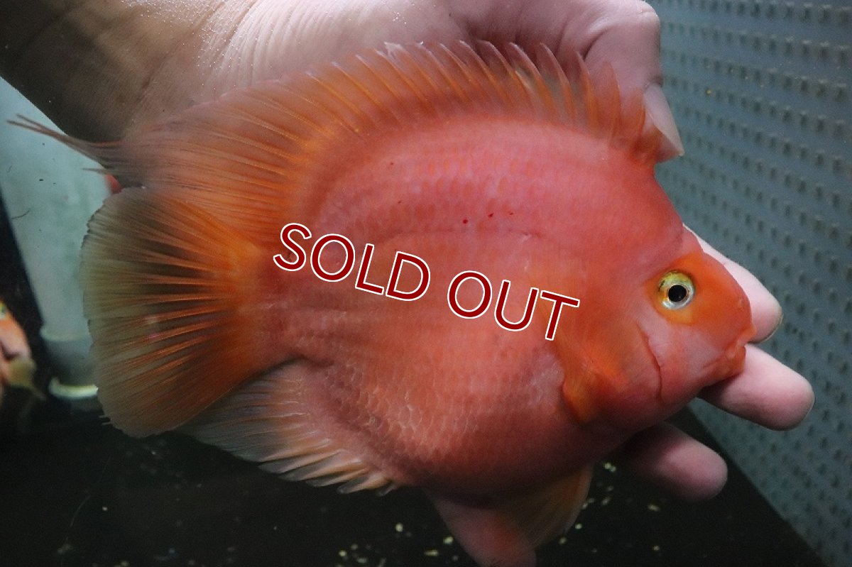 画像2: 【淡水魚】激安 大きめ キングコングパロット【1匹 サンプル画像】(±15-16cm)(大型魚)(生体)(熱帯魚)NKO (2)