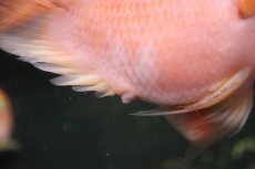画像3: 【淡水魚】【通販】激安 大きめ キングコングパロット【1匹 サンプル画像】(±15-16cm)(大型魚)(生体)(熱帯魚)NKO (3)