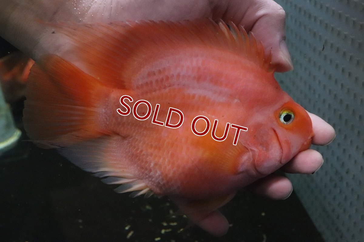 画像4: 【淡水魚】激安 大きめ キングコングパロット【1匹 サンプル画像】(±15-16cm)(大型魚)(生体)(熱帯魚)NKO (4)