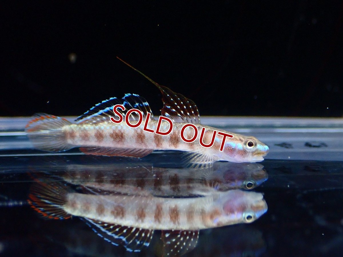 画像2: 【淡水魚】スティフォドン ルティラレウス【1匹 サンプル画像】(淡水ハゼ)(生体)(熱帯魚)NK (2)