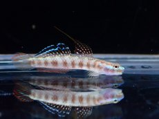 画像2: 【淡水魚】【通販】スティフォドン ルティラレウス【1匹 サンプル画像】(淡水ハゼ)(生体)(熱帯魚)NK (2)