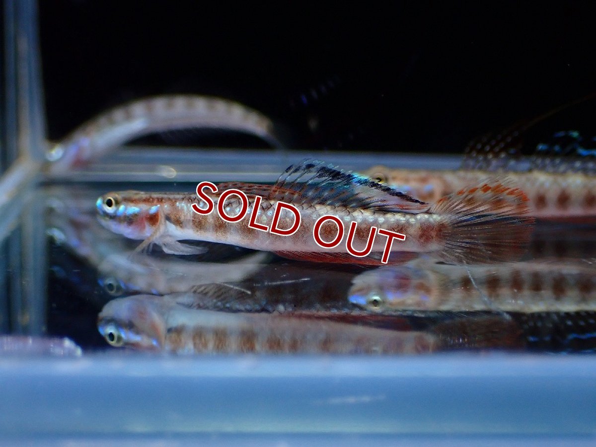 画像3: 【淡水魚】スティフォドン ルティラレウス【1匹 サンプル画像】(淡水ハゼ)(生体)(熱帯魚)NK (3)