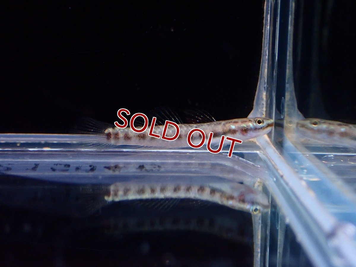 画像4: 【淡水魚】スティフォドン ルティラレウス【1匹 サンプル画像】(淡水ハゼ)(生体)(熱帯魚)NK (4)