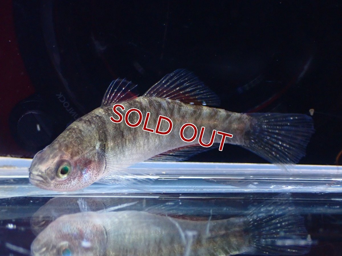 画像2: 【淡水魚】エンパイアガジョン【1匹 サンプル画像】(淡水ハゼ)(生体)(熱帯魚)NK (2)