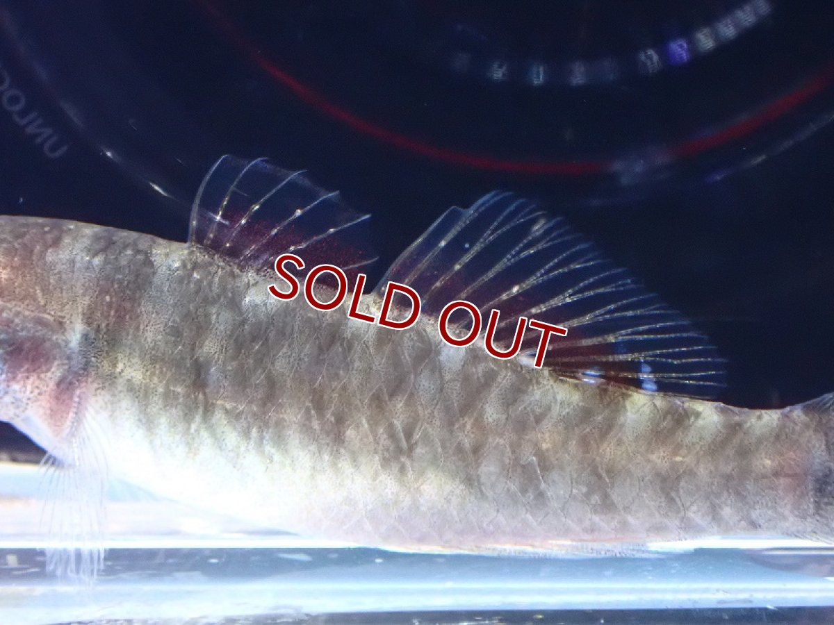 画像3: 【淡水魚】エンパイアガジョン【1匹 サンプル画像】(淡水ハゼ)(生体)(熱帯魚)NK (3)