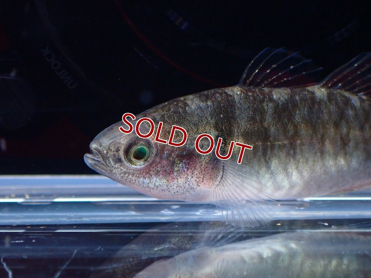 画像4: 【淡水魚】エンパイアガジョン【1匹 サンプル画像】(淡水ハゼ)(生体)(熱帯魚)NK (4)