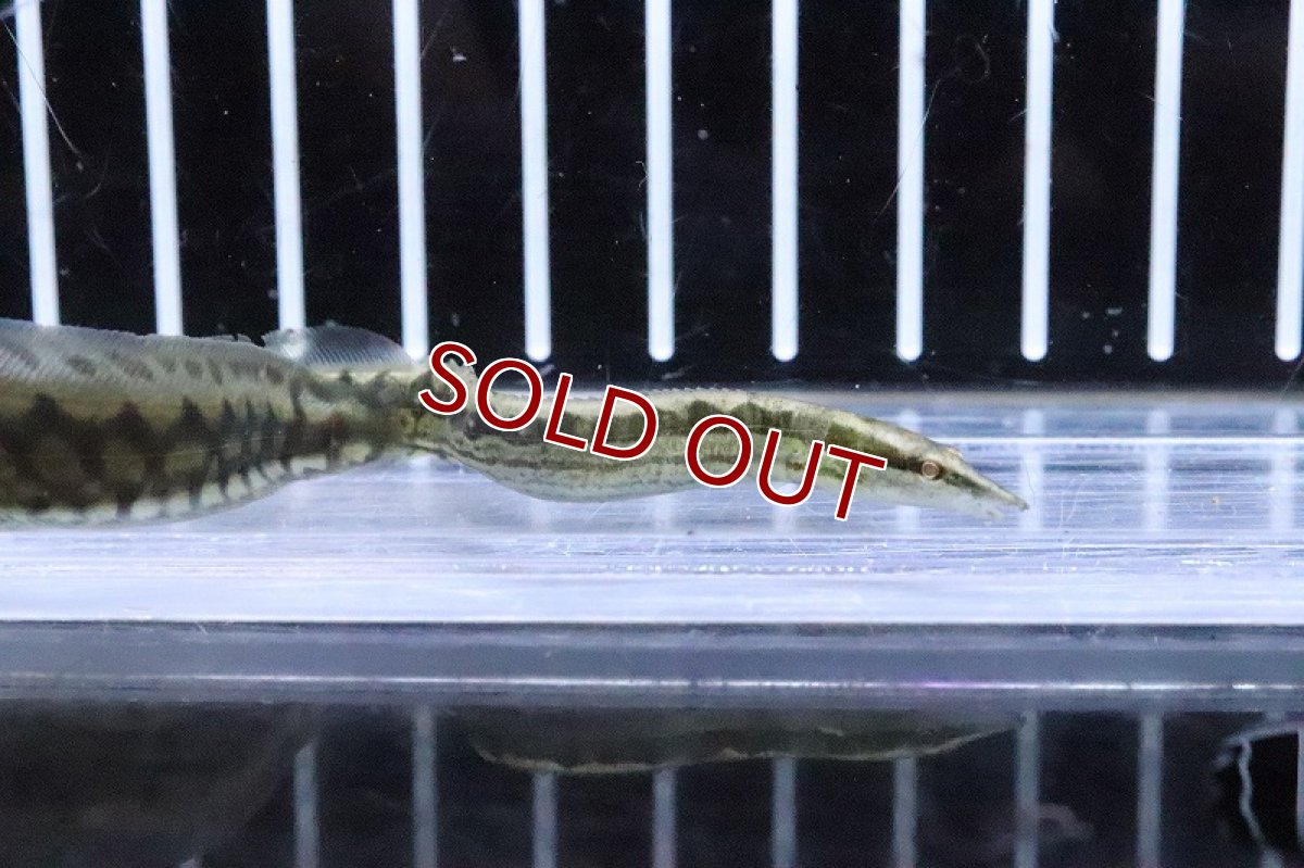 画像2: 【淡水魚】【通販】タイヤトラックスパイニーイール【1匹 サンプル画像】(±7-10cm)(大型魚)(生体)(熱帯魚)NKO (2)