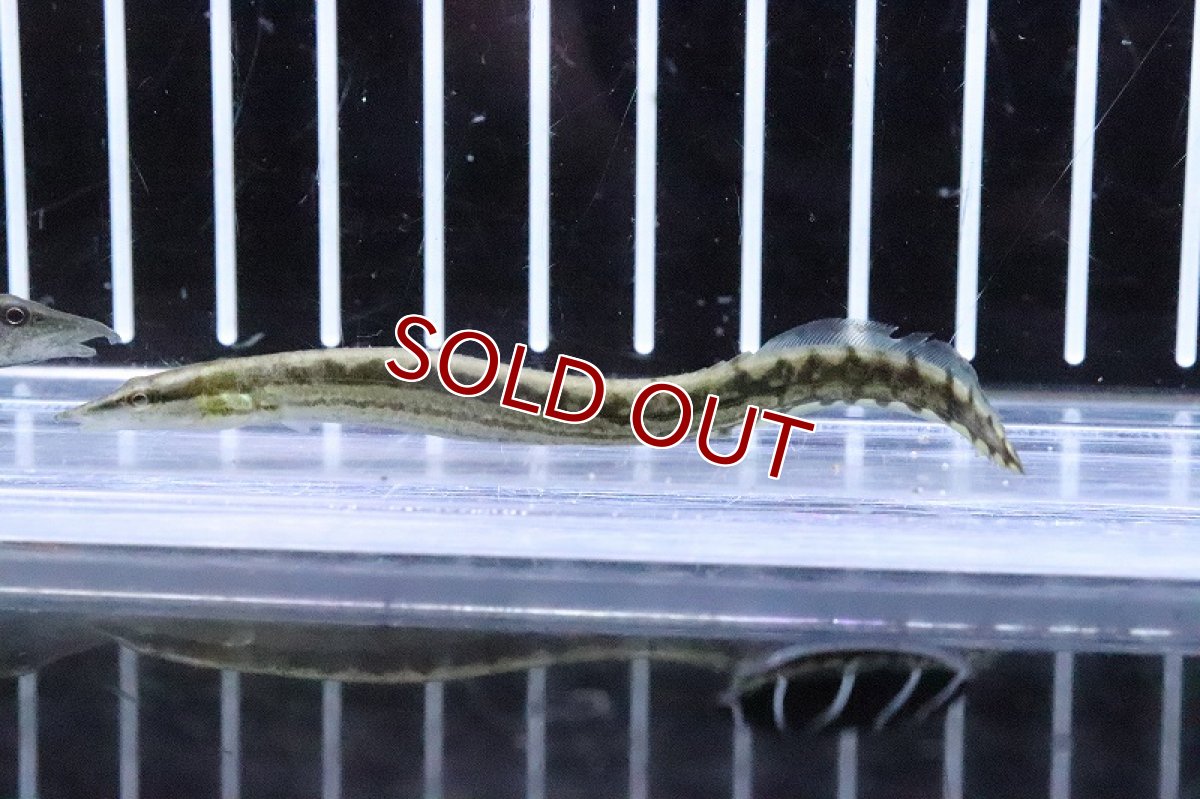 画像3: 【淡水魚】【通販】タイヤトラックスパイニーイール【1匹 サンプル画像】(±7-10cm)(大型魚)(生体)(熱帯魚)NKO (3)