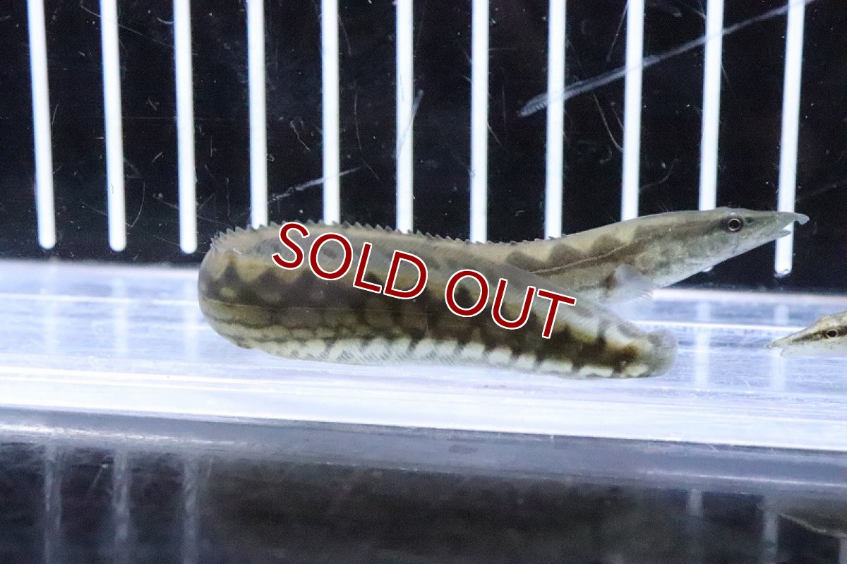 画像4: 【淡水魚】【通販】タイヤトラックスパイニーイール【1匹 サンプル画像】(±7-10cm)(大型魚)(生体)(熱帯魚)NKO (4)