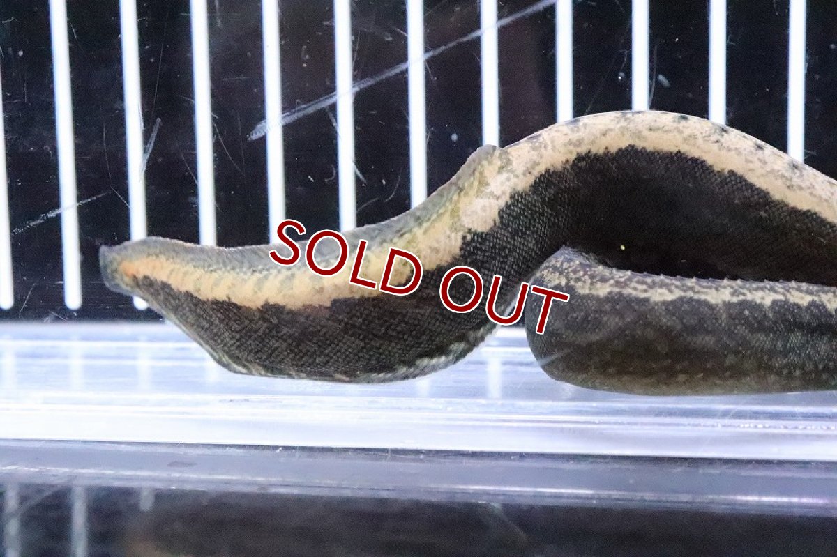 画像4: 【淡水魚】【通販】マウンテンスパイニーイール【1匹 サンプル画像】(±5-7cm)(大型魚)(生体)(熱帯魚)NKO (4)