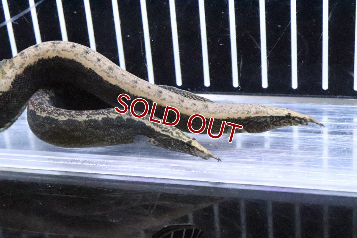 画像5: 【淡水魚】【通販】マウンテンスパイニーイール【1匹 サンプル画像】(±5-7cm)(大型魚)(生体)(熱帯魚)NKO (5)