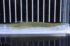 画像1: 【淡水魚】【通販】グリーンスパイニーイール【1匹 サンプル画像】(±7-10cm)(大型魚)(生体)(熱帯魚)NKO (1)