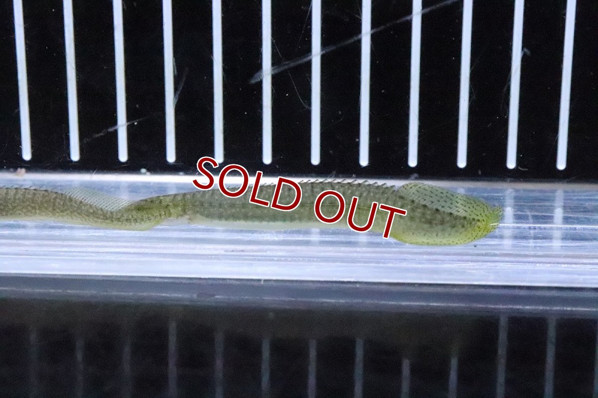 画像2: 【淡水魚】グリーンスパイニーイール【1匹 サンプル画像】(±7-10cm)(大型魚)(生体)(熱帯魚)NKO (2)