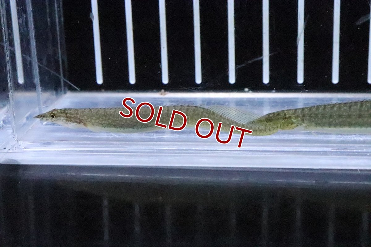 画像3: 【淡水魚】グリーンスパイニーイール【1匹 サンプル画像】(±7-10cm)(大型魚)(生体)(熱帯魚)NKO (3)