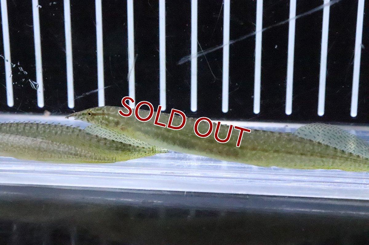 画像4: 【淡水魚】グリーンスパイニーイール【1匹 サンプル画像】(±7-10cm)(大型魚)(生体)(熱帯魚)NKO (4)