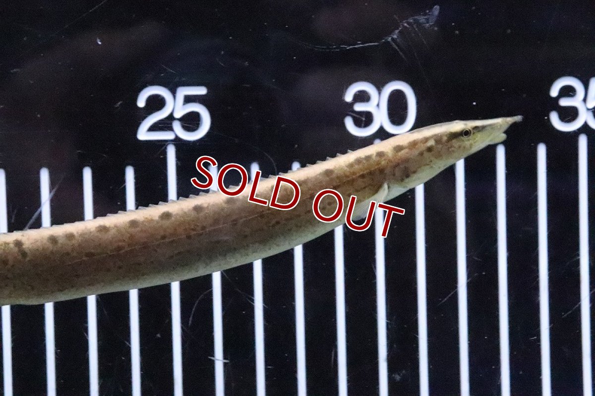 画像2: 【淡水魚】ブラックスポッテッドスパイニーイール【1匹 サンプル画像】(±18-20cm)(大型魚)(生体)(熱帯魚)NKO (2)