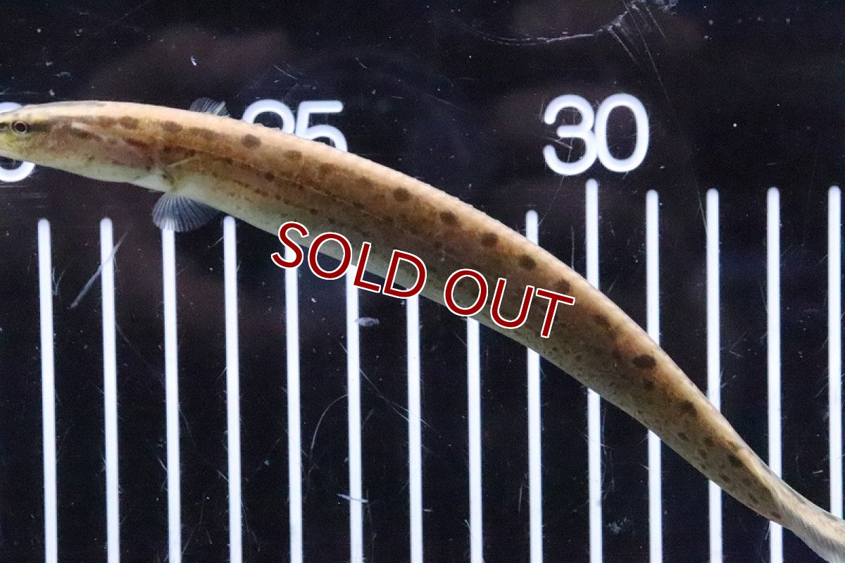 画像3: 【淡水魚】ブラックスポッテッドスパイニーイール【1匹 サンプル画像】(±18-20cm)(大型魚)(生体)(熱帯魚)NKO (3)