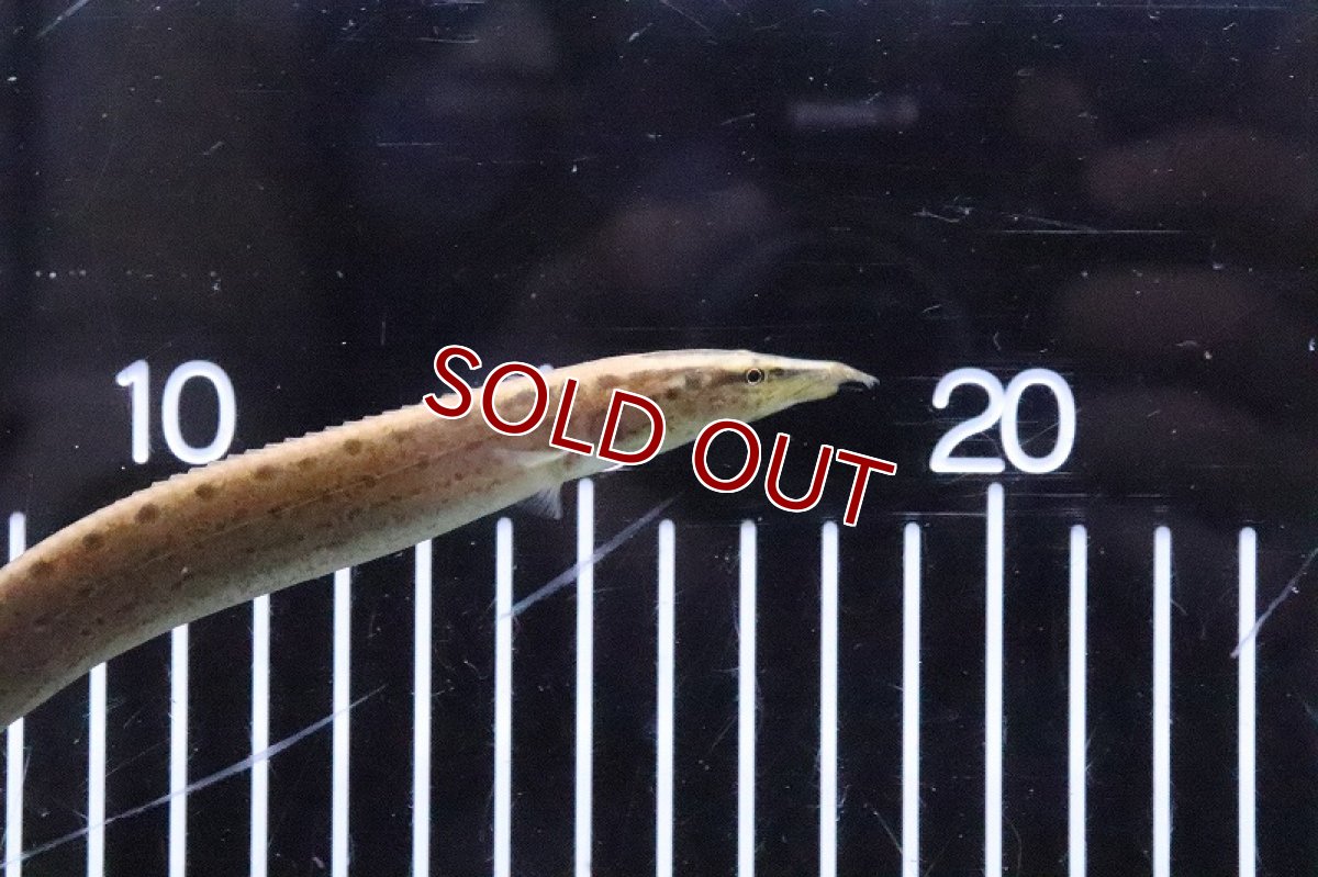 画像4: 【淡水魚】ブラックスポッテッドスパイニーイール【1匹 サンプル画像】(±18-20cm)(大型魚)(生体)(熱帯魚)NKO (4)