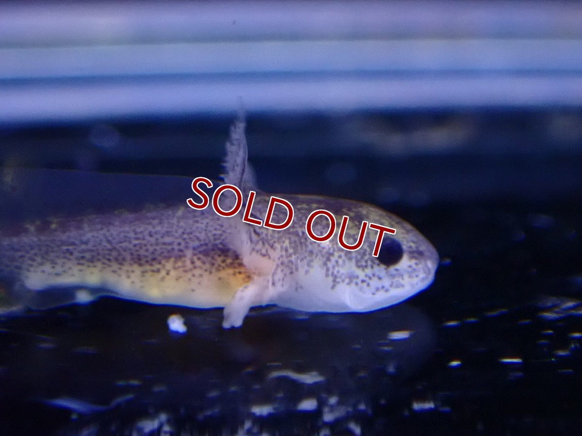 画像2: 【淡水魚】激安 ブラック ウーパールーパー ベビー【1匹 サンプル画像】(±2-3cm)(生体)(熱帯魚)NK (2)