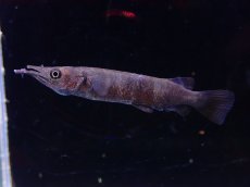 画像1: 【淡水魚】【通販】ブラックセレベスハーフビーク【1匹 サンプル画像】(生体)(熱帯魚)NK (1)