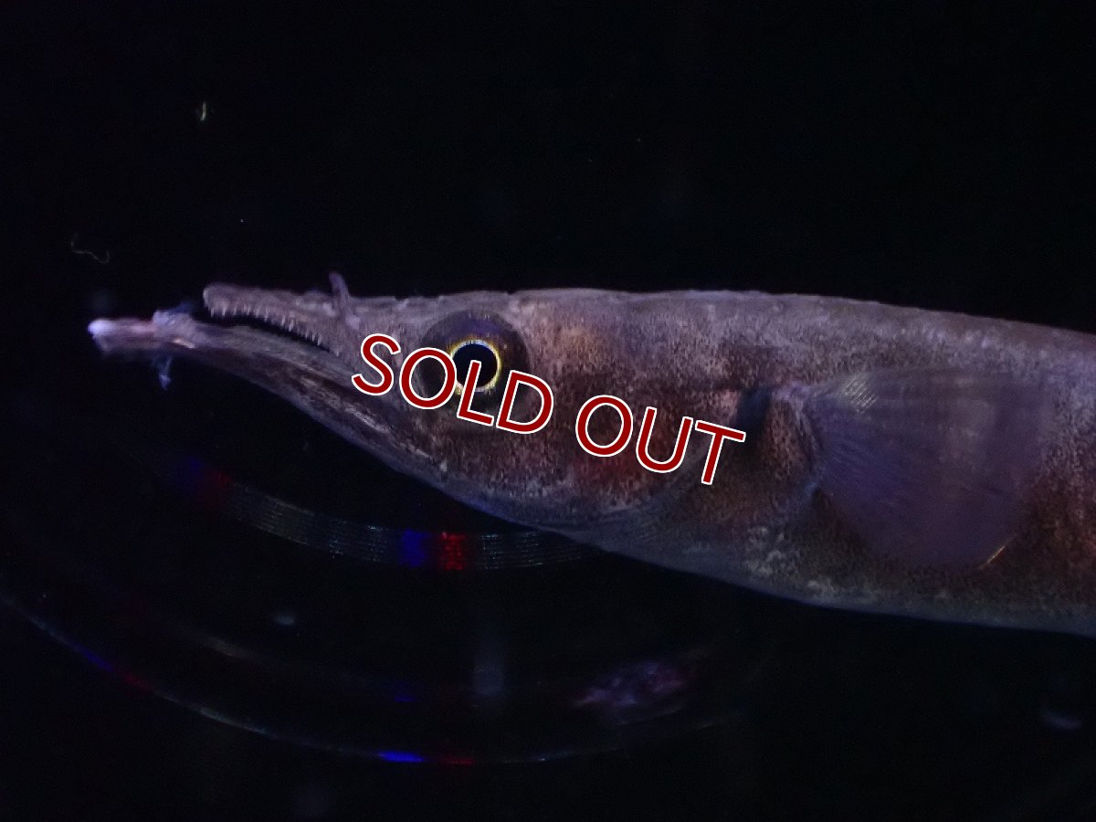 画像2: 【淡水魚】ブラックセレベスハーフビーク【1匹 サンプル画像】(生体)(熱帯魚)NK (2)