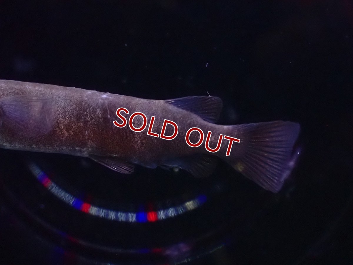 画像3: 【淡水魚】ブラックセレベスハーフビーク【1匹 サンプル画像】(生体)(熱帯魚)NK (3)