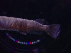 画像3: 【淡水魚】【通販】ブラックセレベスハーフビーク【1匹 サンプル画像】(生体)(熱帯魚)NK (3)