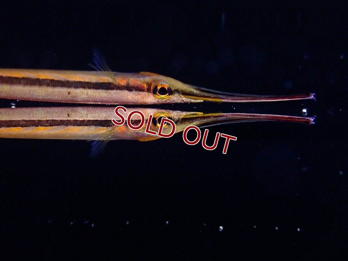 画像2: 【淡水魚】ゴールデンスポットハーフビーク【1匹 サンプル画像】(生体)(熱帯魚)NK (2)