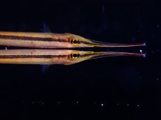 画像2: 【淡水魚】【通販】ゴールデンスポットハーフビーク【1匹 サンプル画像】(生体)(熱帯魚)NK (2)