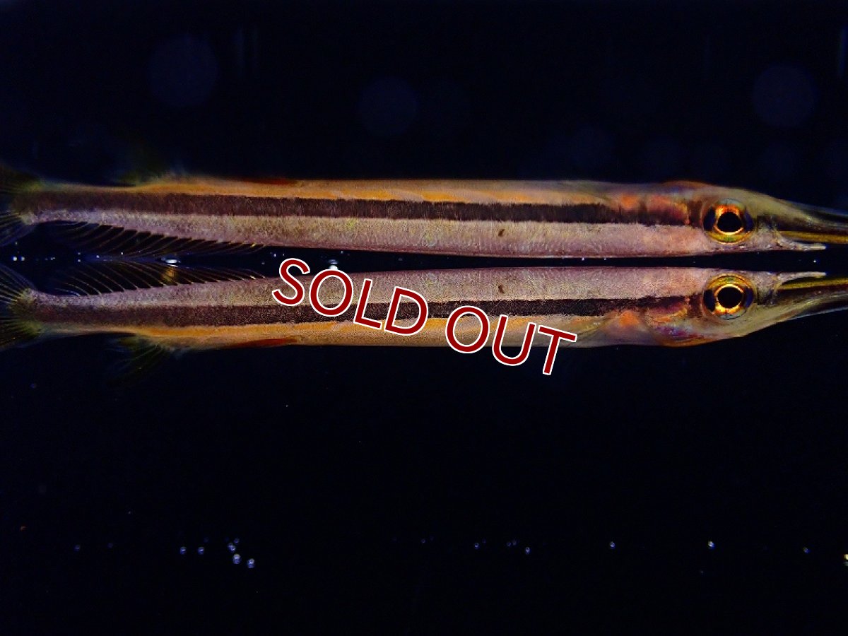 画像3: 【淡水魚】ゴールデンスポットハーフビーク【1匹 サンプル画像】(生体)(熱帯魚)NK (3)