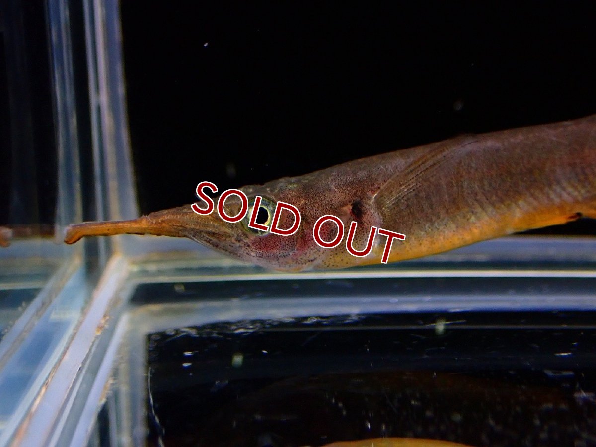 画像2: 【淡水魚】セレベスハーフビーク【1匹 サンプル画像】(生体)(熱帯魚)NK (2)