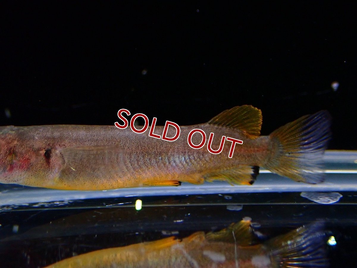 画像3: 【淡水魚】セレベスハーフビーク【1匹 サンプル画像】(生体)(熱帯魚)NK (3)